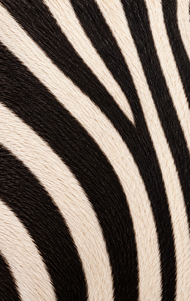 Zebra Print