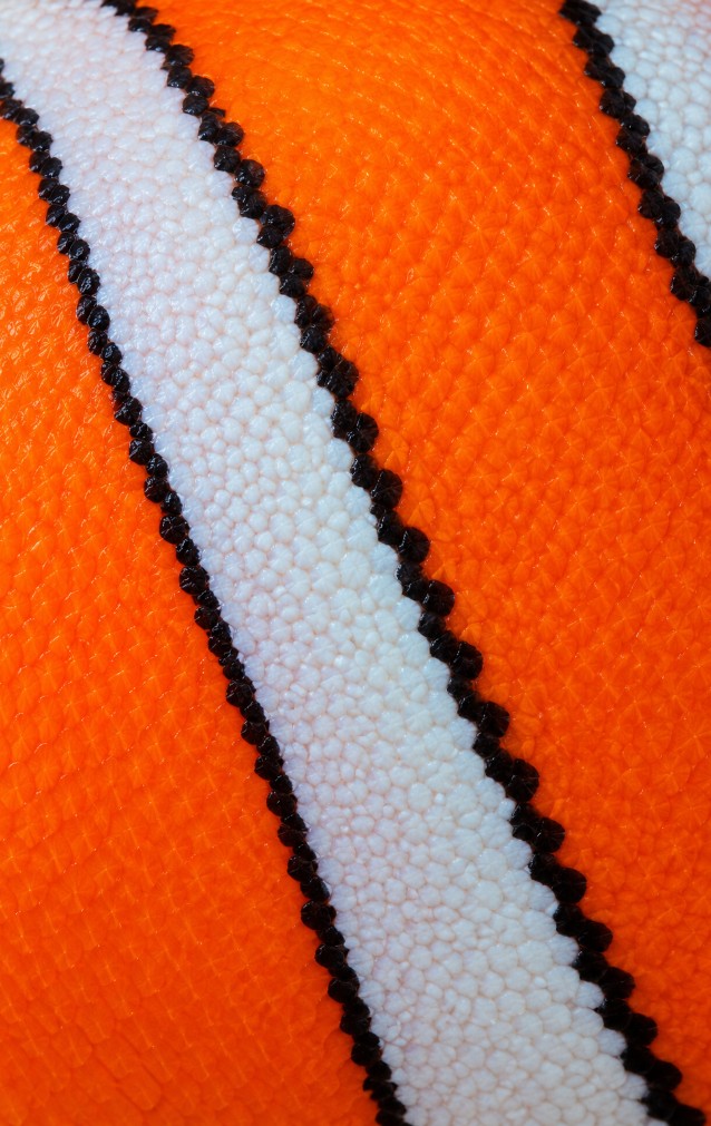 Clownfish Print — proof front
