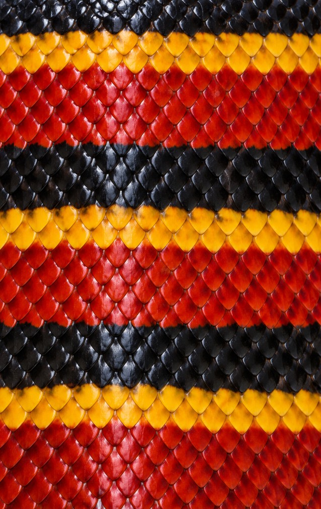Coral Snake Print — proof front