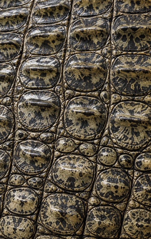 Crocodile Print — proof front