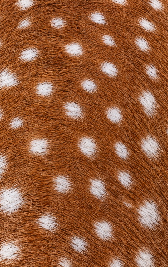 Spotted Deer Print — proof front