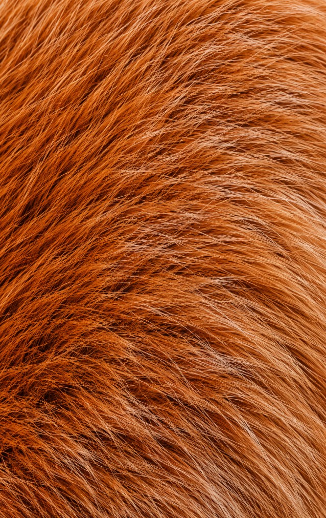 Red Fox Print — proof front