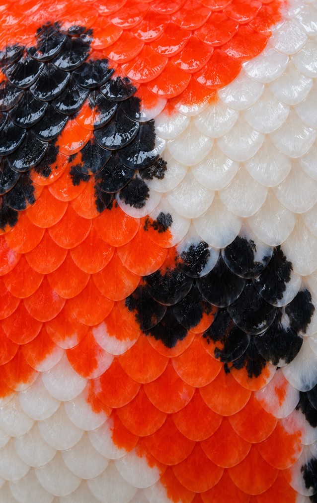 Koi Fish Print — proof front