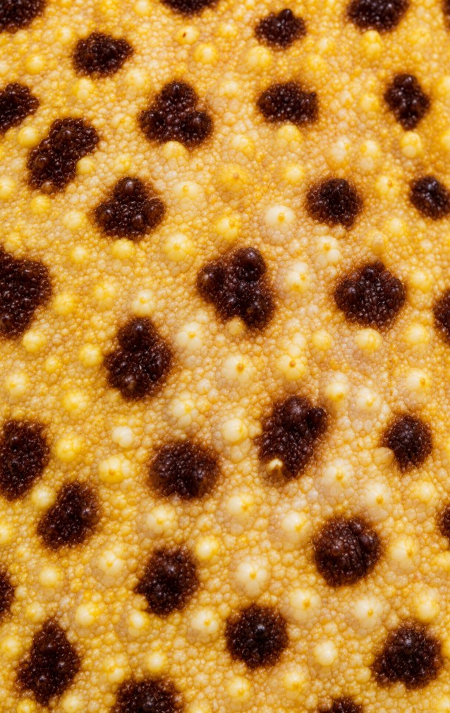 Leopard Gecko Print — proof front