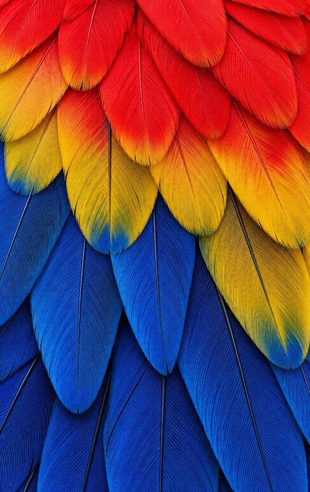 Scarlet Macaw Feather Print — proof front