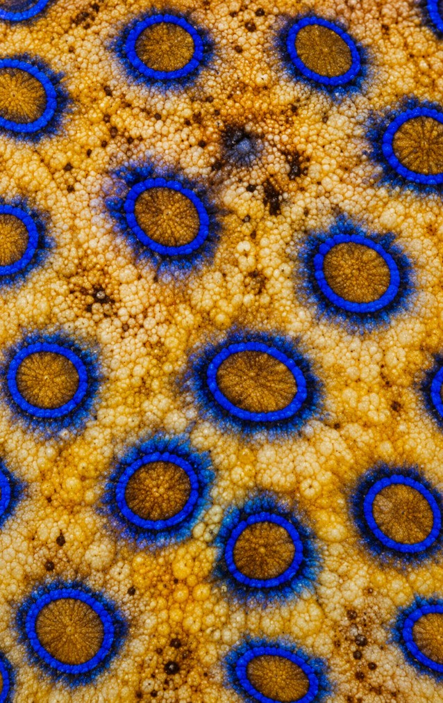 Blue-ringed Octopus Print — proof front