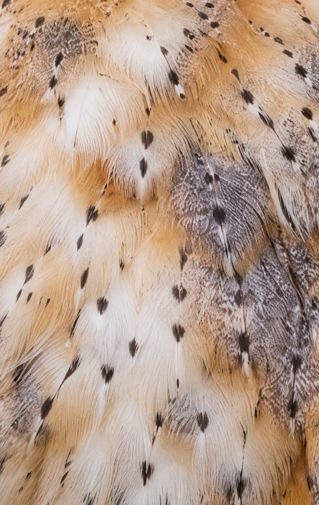 Barn Owl Feather Print — proof front