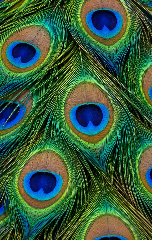 Peacock Feather Print — proof front