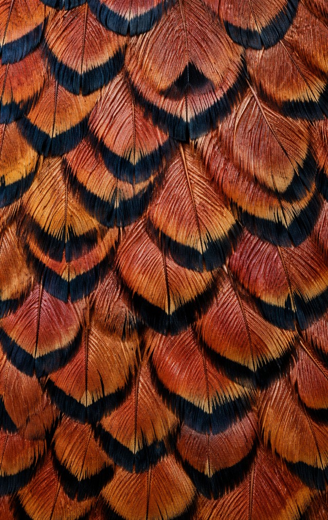 Pheasant Feather Print — proof front