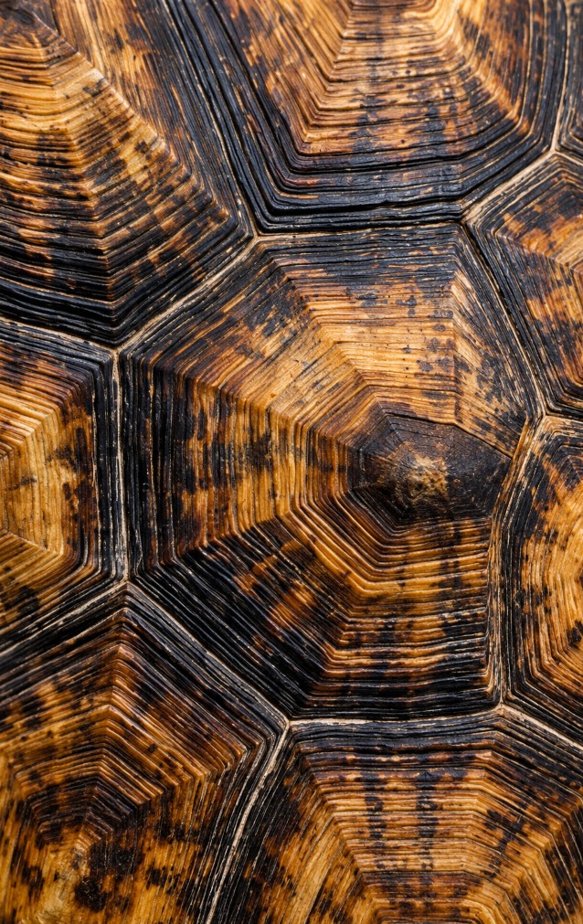 Tortoise Shell Print — proof front