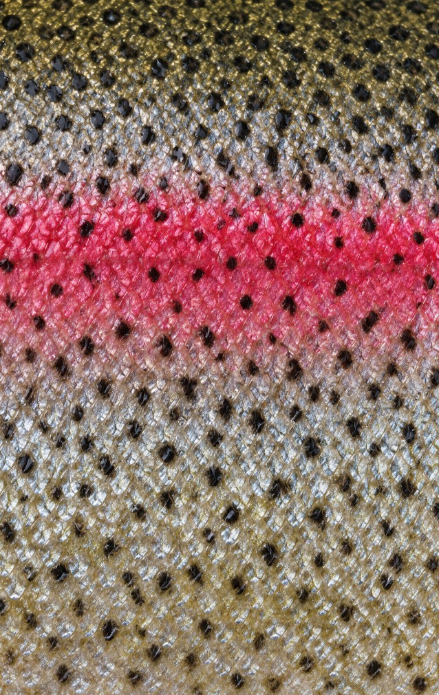 Rainbow Trout Print — proof front