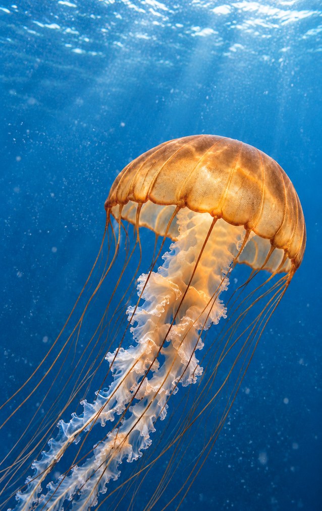 Animal Encounters - Jellyfish — proof front